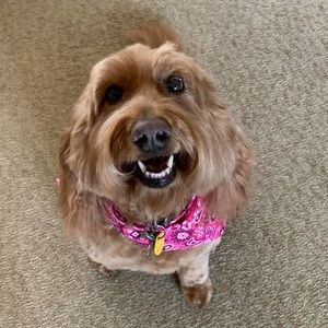 Meet your Posher, Susan